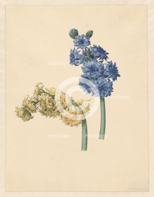 Two hyacinths, 1823. Creator: Maria Margrita van Os.