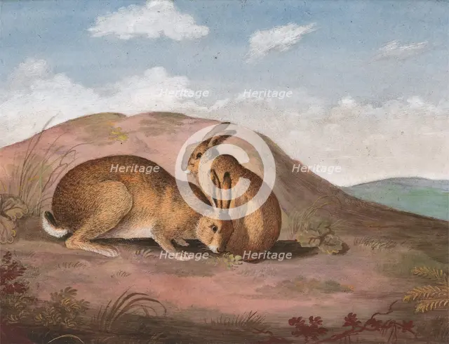 Two Hares: On a Hillside, ca. 1805. Creator: Unknown.
