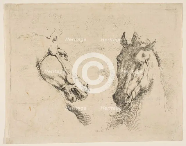 Two Horse Heads, ca. 1649. Creator: Stefano della Bella.