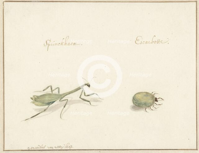 Two insects, 1643-1648. Creator: Gerardus van Veen.