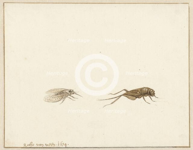 Two insects, 1674. Creator: Rochus van Veen.
