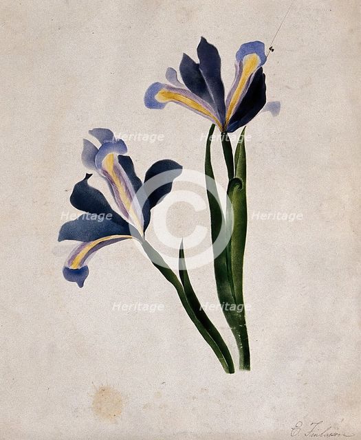 Two iris flowers, c1900. Creator: E Finlaison.