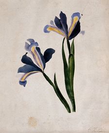 Two iris flowers, c1900. Creator: E Finlaison