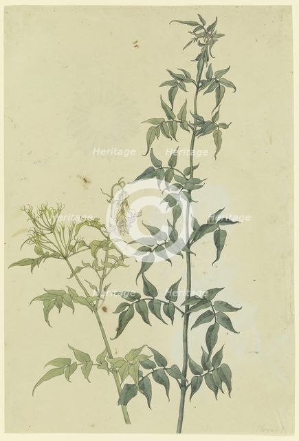 Two jasmine branches, 1817. Creator: Franz Theobald Horny.