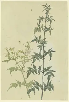 Two jasmine branches, 1817. Creator: Franz Theobald Horny