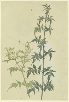 Two jasmine branches, 1817. Creator: Franz Theobald Horny