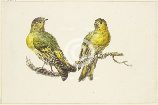 Two linnets, mid-late 18th century. Creator: J. H. van Loon.