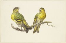 Two linnets, mid-late 18th century. Creator: J. H. van Loon
