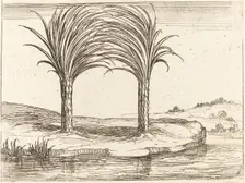 Two Palm Trees. Creator: Jacques Callot