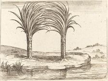 Two Palm Trees. Creator: Jacques Callot