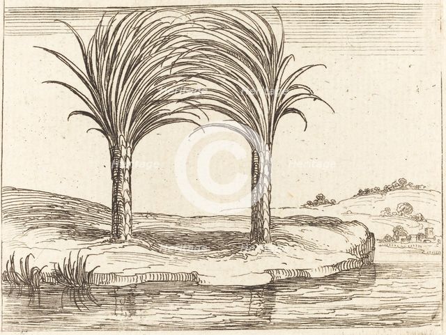 Two Palm Trees. Creator: Jacques Callot.