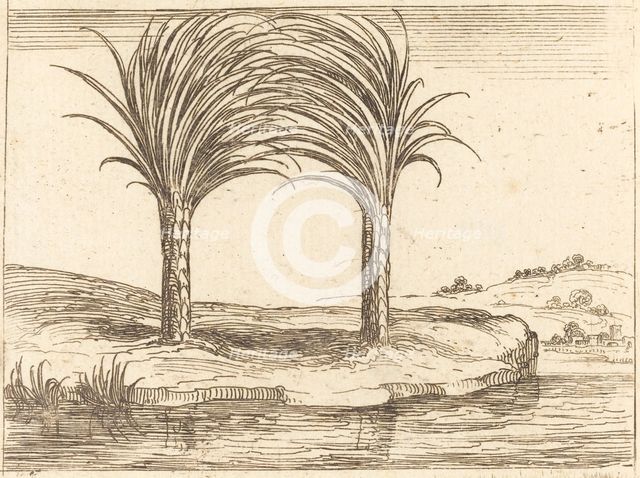 Two Palm Trees. Creator: Jacques Callot.
