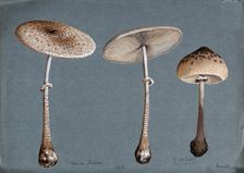 Two parasol mushrooms (Lepiota procera) and a shaggy parasol mushroom (Lepiota rhacodes), 1898. Creator: Unknown