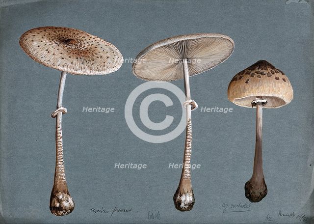Two parasol mushrooms (Lepiota procera) and a shaggy parasol mushroom (Lepiota rhacodes), 1898. Creator: Unknown.