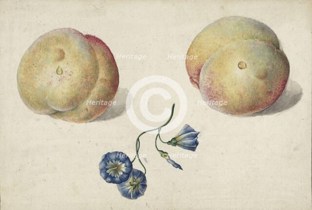 Two peaches and a flower, 1792-1861. Creator: Georgius Jacobus Johannes van Os.