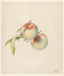 Two peaches on their stems, 1824-1900. Creator: Albertus Steenbergen