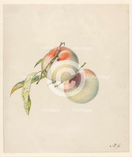 Two peaches on their stems, 1824-1900. Creator: Albertus Steenbergen.