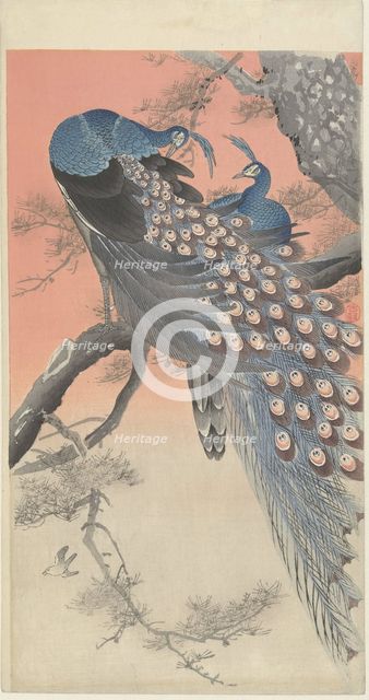 Two Peacocks on a Tree Branch, 1900-1910. Creator: Ohara, Koson (1877-1945).