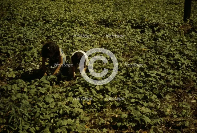 Two people kneeling, working in a field, possibly in Puerto Rico, 1941. Creator: Jack Delano.