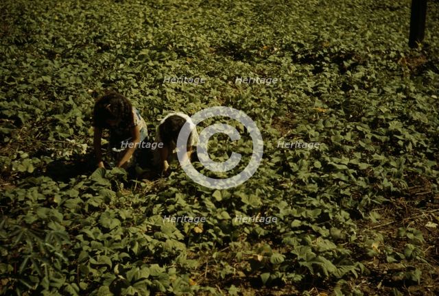 Two people kneeling, working in a field, possibly in Puerto Rico, 1941. Creator: Jack Delano.