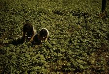 Two people kneeling, working in a field, possibly in Puerto Rico, 1941. Creator: Jack Delano