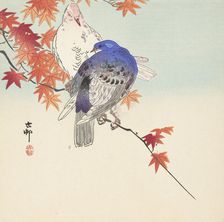 Two pigeons on autumnal branch. Creator: Ohara, Koson (1877-1945)
