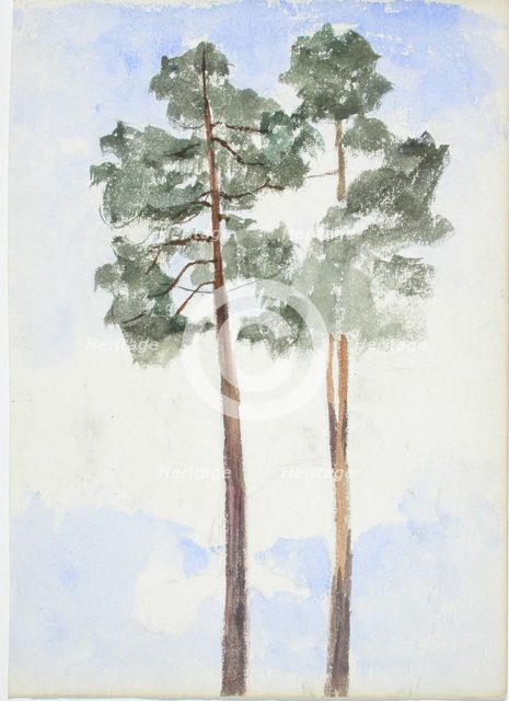 Two pine trees. Creator: Maria Wiik.