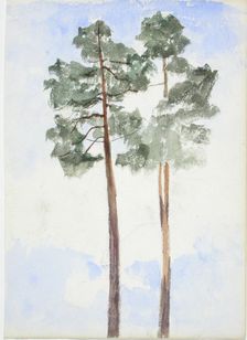 Two pine trees. Creator: Maria Wiik
