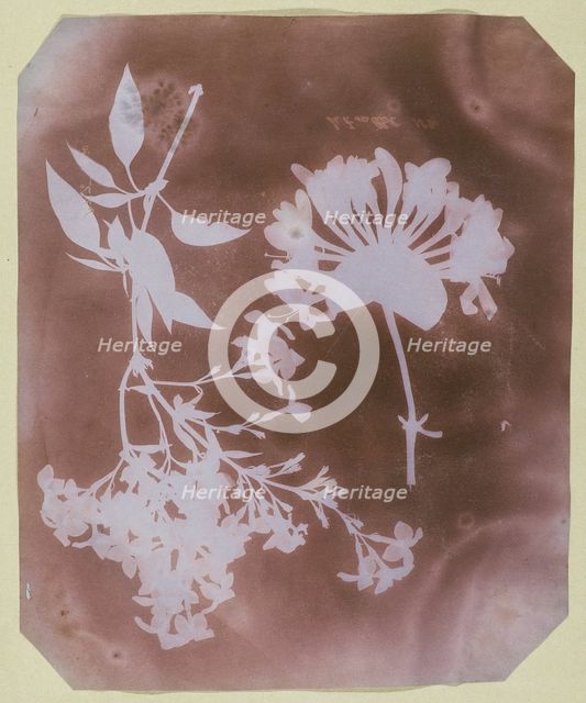 Two Plant Specimens, 1839. Creator: William Henry Fox Talbot.