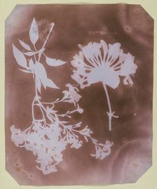 Two Plant Specimens, 1839. Creator: William Henry Fox Talbot