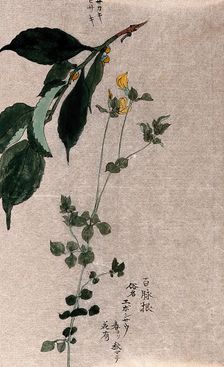 Two plants, a flowering trefoil (Lotus species) and a fruiting Styrax species. Creator: Unknown