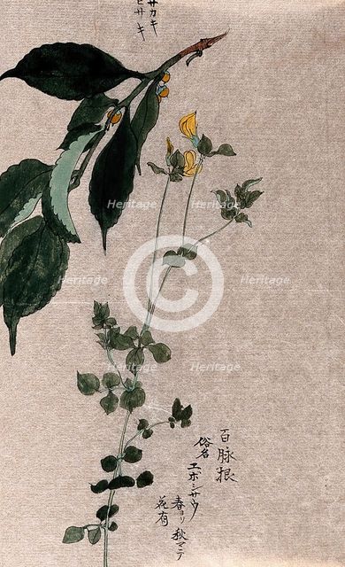 Two plants, a flowering trefoil (Lotus species) and a fruiting Styrax species. Creator: Unknown.