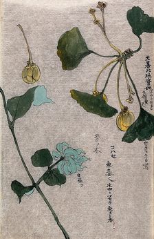 Two plants, a fruiting branch of a maidenhair tree (Ginkgo biloba) and a liane stem. Creator: Unknown