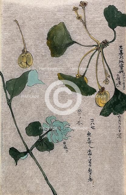 Two plants, a fruiting branch of a maidenhair tree (Ginkgo biloba) and a liane stem. Creator: Unknown.