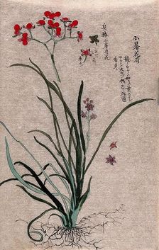 Two plants, a liliaceous flowering plant and a fruiting stem of a Euonymus species. Creator: Unknown