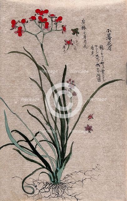 Two plants, a liliaceous flowering plant and a fruiting stem of a Euonymus species. Creator: Unknown.