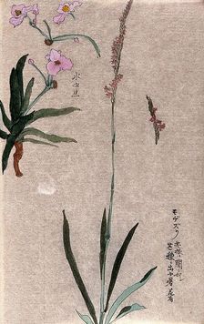 Two plants: herbaceous stems with pink flowers. Creator: Unknown