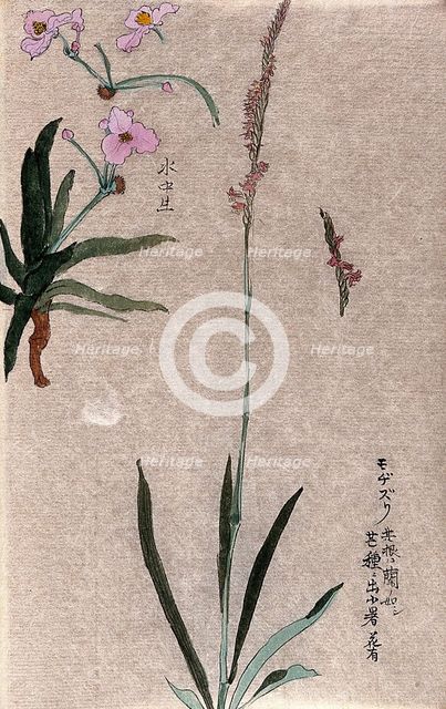 Two plants: herbaceous stems with pink flowers. Creator: Unknown.