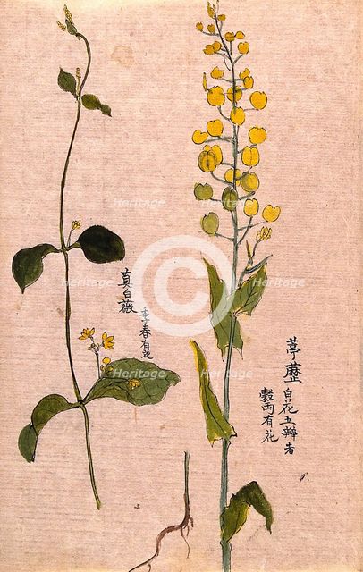 Two plants: herbaceous stems with yellow flowers. Creator: Unknown.