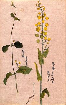 Two plants: herbaceous stems with yellow flowers. Creator: Unknown