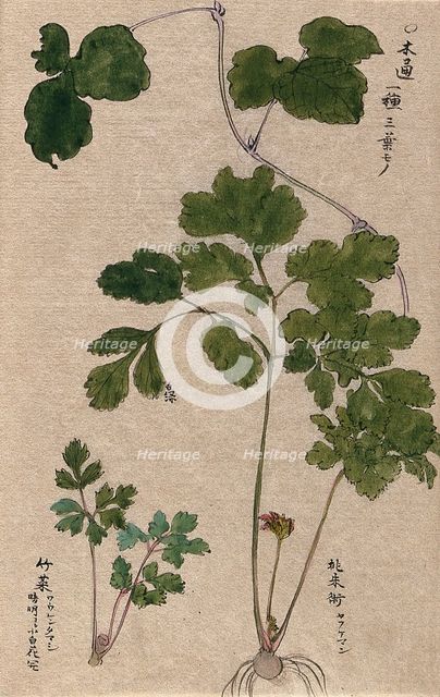 Two plants: leafy stems, one with bulb and flower. Creator: Unknown.