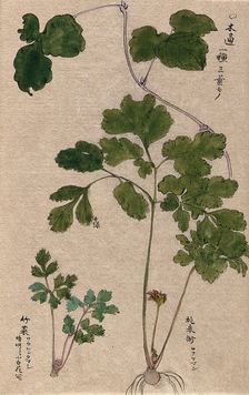 Two plants: leafy stems, one with bulb and flower. Creator: Unknown