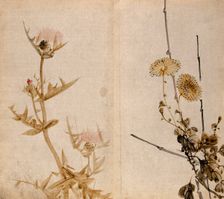 Two plants of the Compositae family: a flowering thistle (left) and yellow chrysanthemum (right). Creator: Unknown