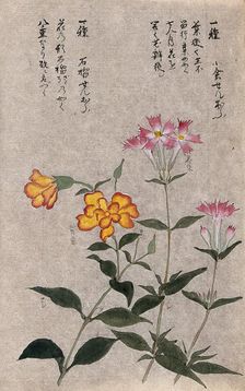 Two plants, one a pink (Dianthus species): flowering stems. Creator: Unknown