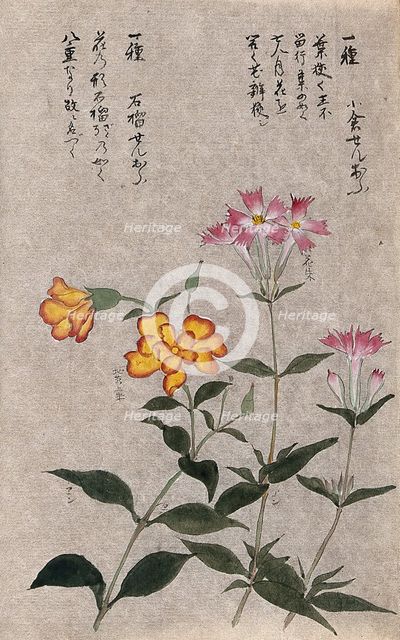 Two plants, one a pink (Dianthus species): flowering stems. Creator: Unknown.