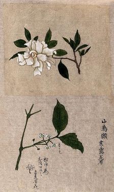 Two plants, one possibly tea (Camellia species): flowering stems. Creator: Unknown