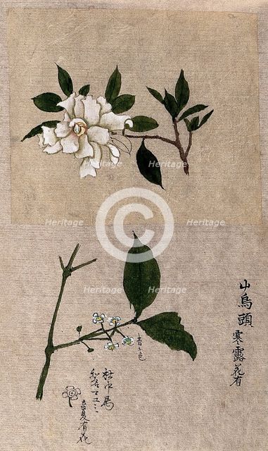 Two plants, one possibly tea (Camellia species): flowering stems. Creator: Unknown.