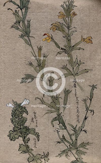Two plants, possibly louseworts (Pedicularis species): flowering stems. Creator: Unknown.