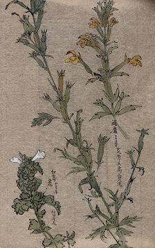 Two plants, possibly louseworts (Pedicularis species): flowering stems. Creator: Unknown