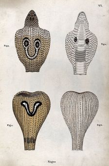 Two poisonous snakes (Indian cobras): four figures showing the snakes hoods, seen from..., 1795. Creator: Patrick Russell